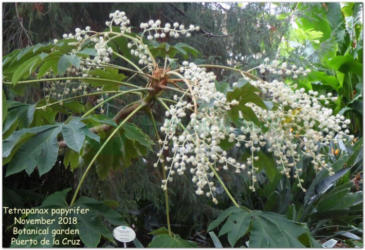 Thông thảo, Cây thông thoát (Tetrapanax papyrifera (Hook) Koch (Aralia papyrifera Hook.))