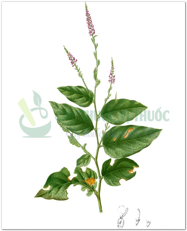 Thóc lép, cỏ cháy, bài ngài (Desmodium gangeticum DC.)