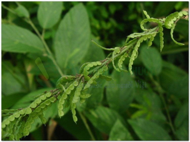 Thóc lép, cỏ cháy, bài ngài (Desmodium gangeticum DC.)