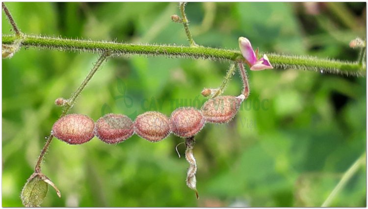 Thóc lép, cỏ cháy, bài ngài (Desmodium gangeticum DC.)