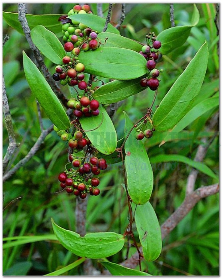 Thổ phục linh, củ khúc khắc, củ kim cang (Smilax glabra Roxb. (Smilax hookeri Kunth))