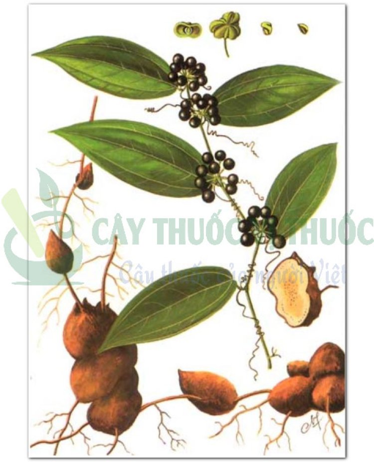 Thổ phục linh, củ khúc khắc, củ kim cang (Smilax glabra Roxb. (Smilax hookeri Kunth))