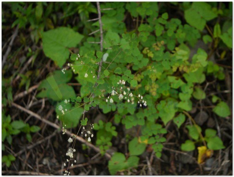 Thổ hoàng liên (Thalictrum foliolosum D.C)