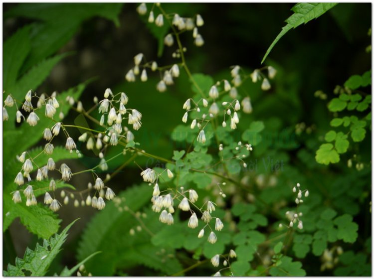 Thổ hoàng liên (Thalictrum foliolosum D.C)