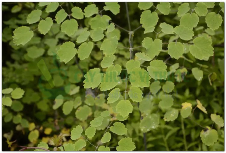 Thổ hoàng liên (Thalictrum foliolosum D.C)