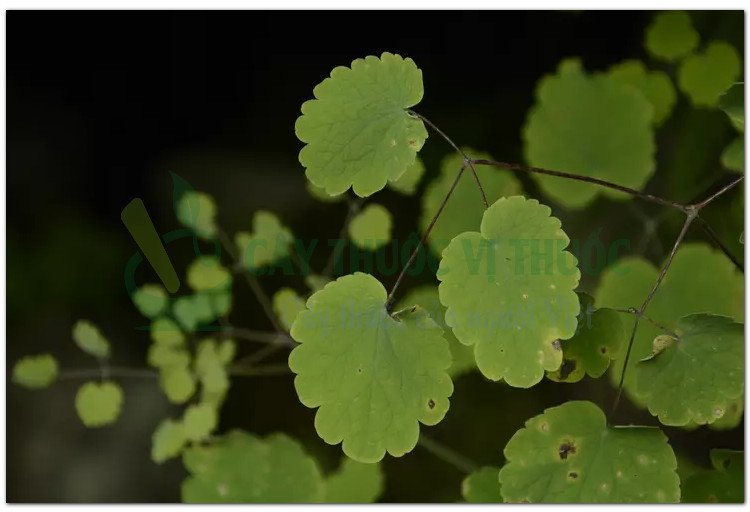 Thổ hoàng liên (Thalictrum foliolosum D.C)