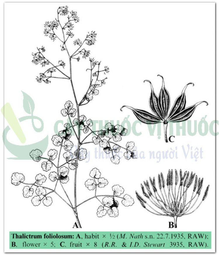 Thổ hoàng liên (Thalictrum foliolosum D.C)