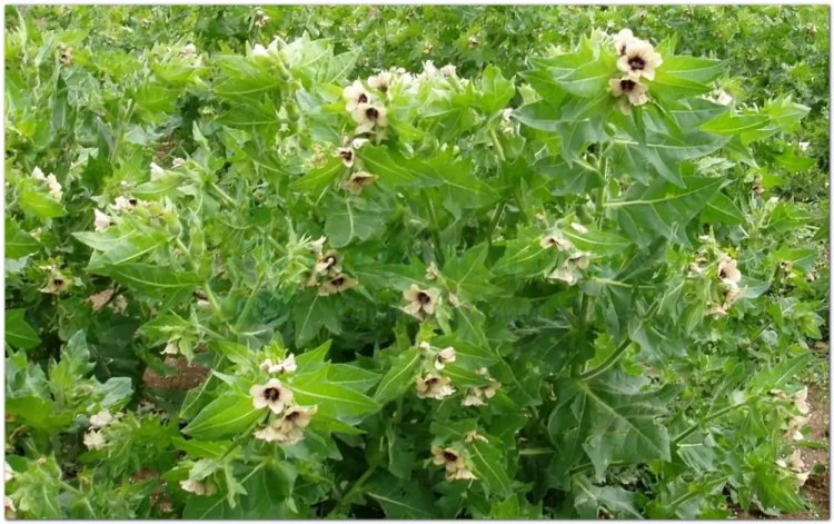 Thiên tiên tử, sơn yên tử, đại sơn yên tử, jusquiame (Pháp), mont aux poules (Hyoscyamus niger L)