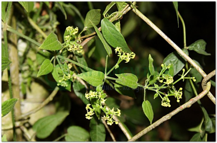 Thiến thảo, tây thảo, mao sáng (mèo), thiên căn, thiến căn (Rubia cordifolia L)