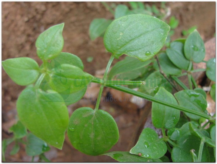 Thiến thảo, tây thảo, mao sáng (mèo), thiên căn, thiến căn (Rubia cordifolia L)