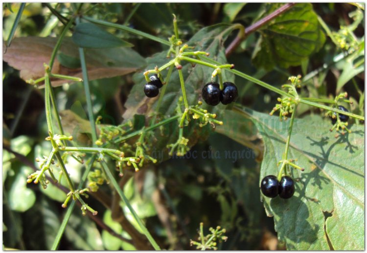 Thiến thảo, tây thảo, mao sáng (mèo), thiên căn, thiến căn (Rubia cordifolia L)