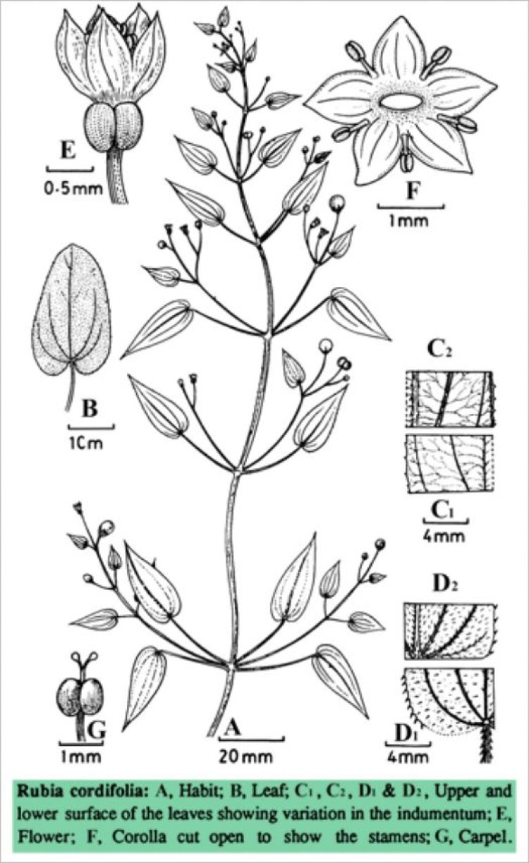 Thiến thảo, tây thảo, mao sáng (mèo), thiên căn, thiến căn (Rubia cordifolia L)