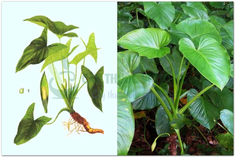 Thiên niên kiện, sơn thục (Homalomena aromatica (Roxb), Schott (Calla aromatica Roxb), Homalomena occulta (Iowa) Schott)