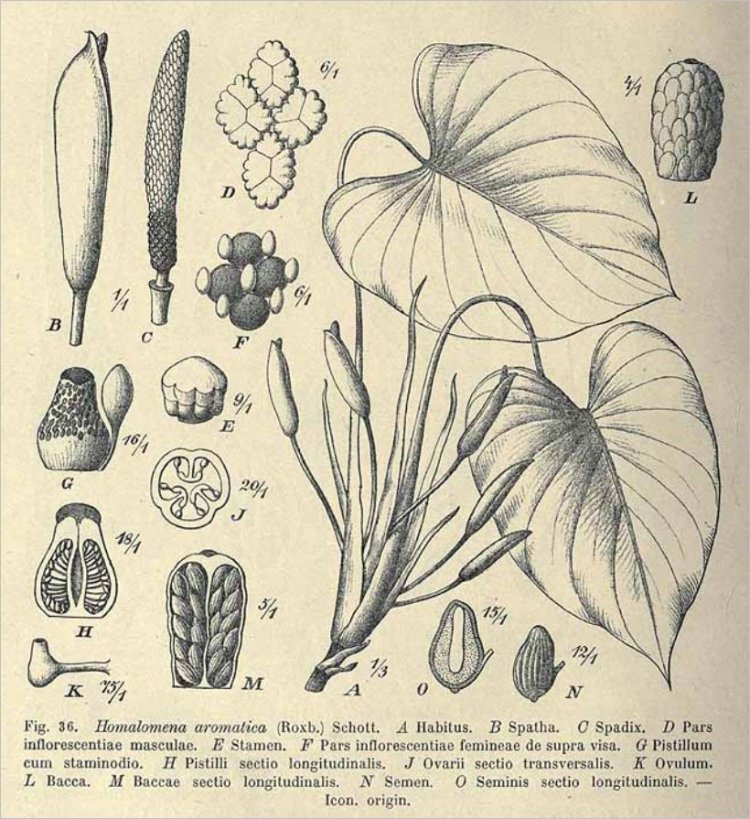 Thiên niên kiện, sơn thục (Homalomena aromatica (Roxb), Schott (Calla aromatica Roxb), Homalomena occulta (Iowa) Schott)