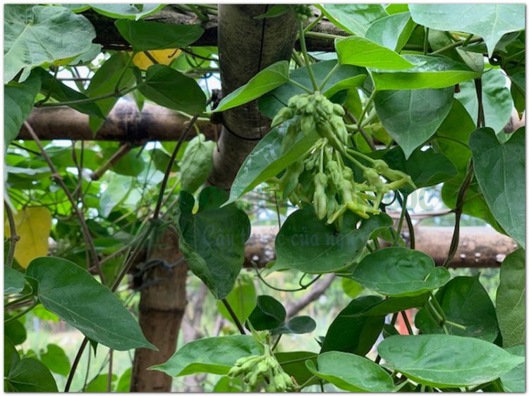 Thiên lý,  cây hoa lý, hoa thiên lý, dạ lài hương (Telosma cordata (Burm.f.) Merr. (Asclepias cordata Burm.f., Pergularia minor Andr. Pergularia odoratissìma Wight, Asclepias odoratissima Roxb.))