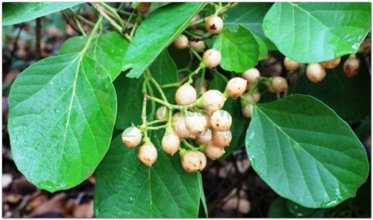 Thiên Đầu Thống, cây lá trắng, cây ong bầu, trường xuyên hoa (Cordia obliqua Wind. (Cordia dichotoma Forst))