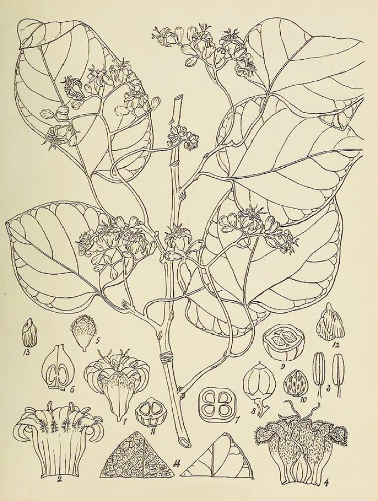 Thiên Đầu Thống, cây lá trắng, cây ong bầu, trường xuyên hoa (Cordia obliqua Wind. (Cordia dichotoma Forst))