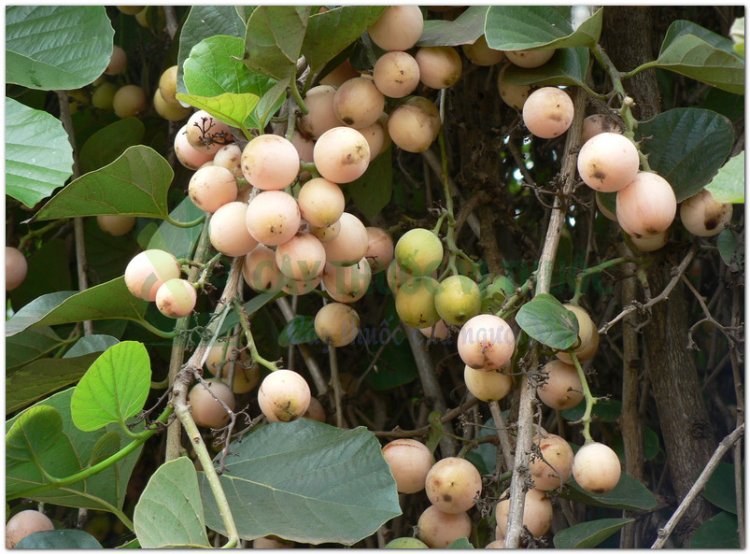 Thiên Đầu Thống, cây lá trắng, cây ong bầu, trường xuyên hoa (Cordia obliqua Wind. (Cordia dichotoma Forst))