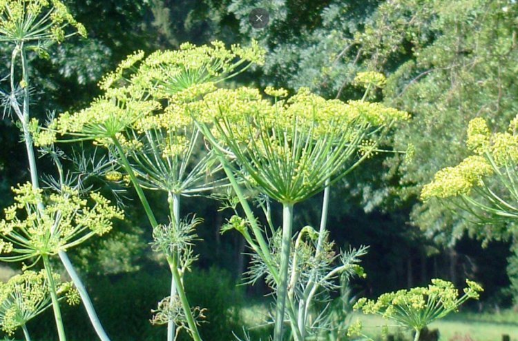 Thì là, Thìa là, rau thìa là, phăk si (Lào - Vientian), aneth (Pháp) (Anethum graveolens L. (Peucedanum graveolens Benth. et Hook.))