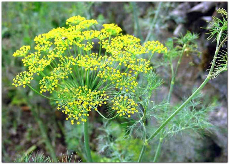 Thì là, Thìa là, rau thìa là, phăk si (Lào - Vientian), aneth (Pháp) (Anethum graveolens L. (Peucedanum graveolens Benth. et Hook.))