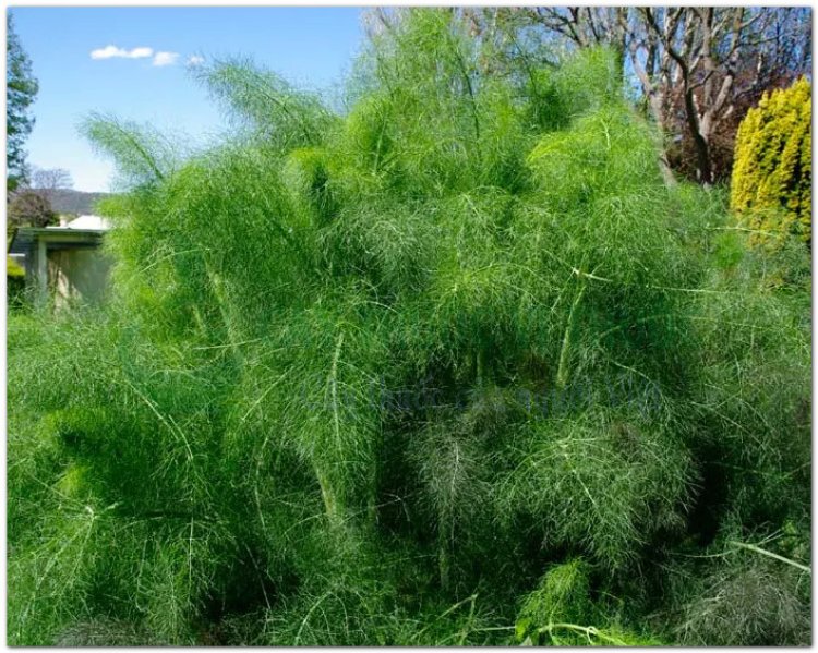 Thì là, Thìa là, rau thìa là, phăk si (Lào - Vientian), aneth (Pháp) (Anethum graveolens L. (Peucedanum graveolens Benth. et Hook.))