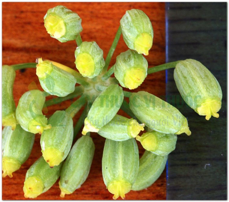 Thì là, Thìa là, rau thìa là, phăk si (Lào - Vientian), aneth (Pháp) (Anethum graveolens L. (Peucedanum graveolens Benth. et Hook.))