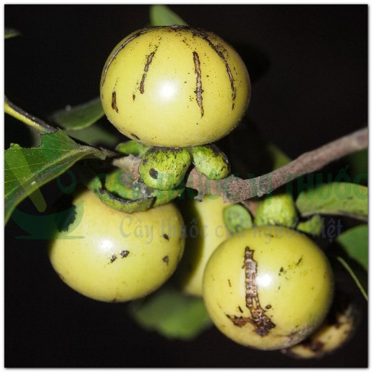 Mắc nưa, mặc nưa, mac leua (Campuchia) (Diospyros mollis Griff)