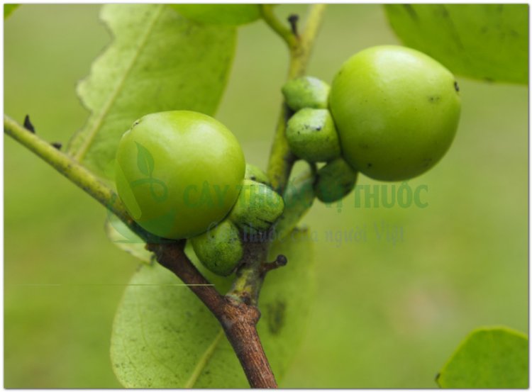 Mắc nưa, mặc nưa, mac leua (Campuchia) (Diospyros mollis Griff)