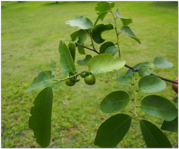 Mắc nưa, mặc nưa, mac leua (Campuchia) (Diospyros mollis Griff)