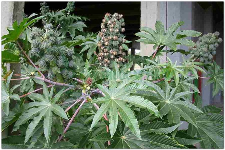 Thầu dầu, đu đủ tía, dầu ve, tỳ ma (Ricinus communis L)