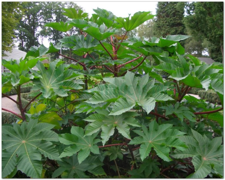 Thầu dầu, đu đủ tía, dầu ve, tỳ ma (Ricinus communis L)