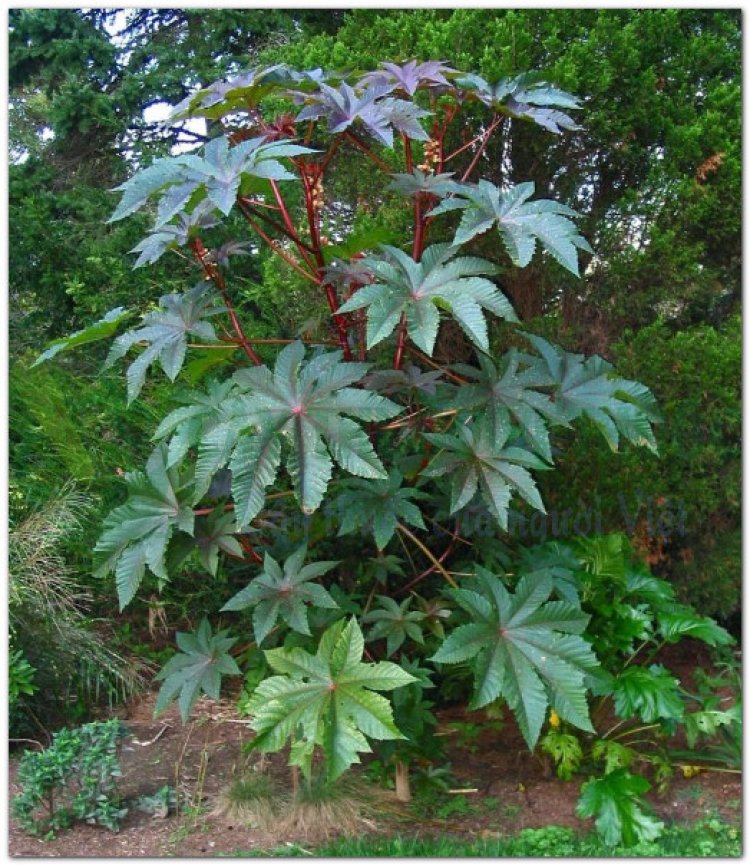 Thầu dầu, đu đủ tía, dầu ve, tỳ ma (Ricinus communis L)