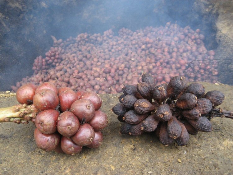 Thảo quả, quả đò ho, tò ho, mac hâu, may mac hâu (Thái) (Amomum tsao-ko Crév. et Lem. (Amomum aromaticum Roxb., Amomum medium Lour.))