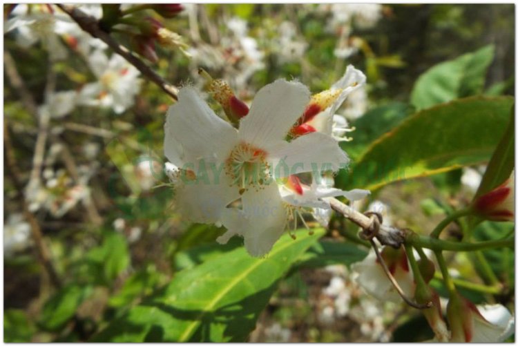 Thành ngạnh, cây đỏ ngọn (Vĩnh Phú), lành ngạnh, ngành ngạnh, may tiên, ti u (Lai Châu) (Cratoxylon prunifolium Dyer (Cratoxylon pruniflorum Kurtz))