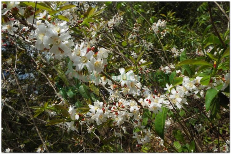 Thành ngạnh, cây đỏ ngọn (Vĩnh Phú), lành ngạnh, ngành ngạnh, may tiên, ti u (Lai Châu) (Cratoxylon prunifolium Dyer (Cratoxylon pruniflorum Kurtz))