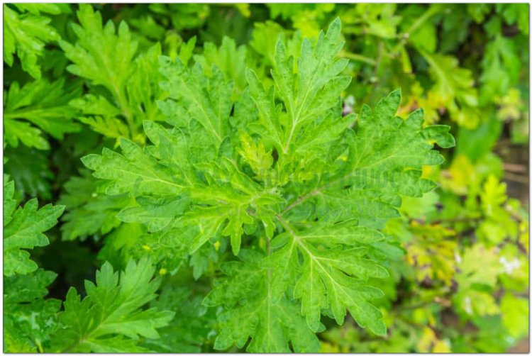 Thanh cao hoa vàng, thanh hao, thanh cao, thảo cao (Artemisia annua L, Artemisia chamomilla)