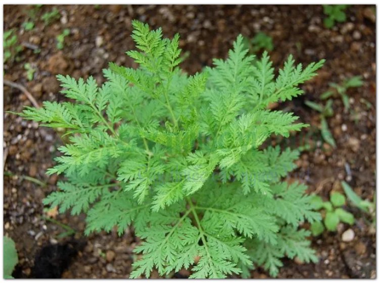 Thanh cao hoa vàng, thanh hao, thanh cao, thảo cao (Artemisia annua L, Artemisia chamomilla)