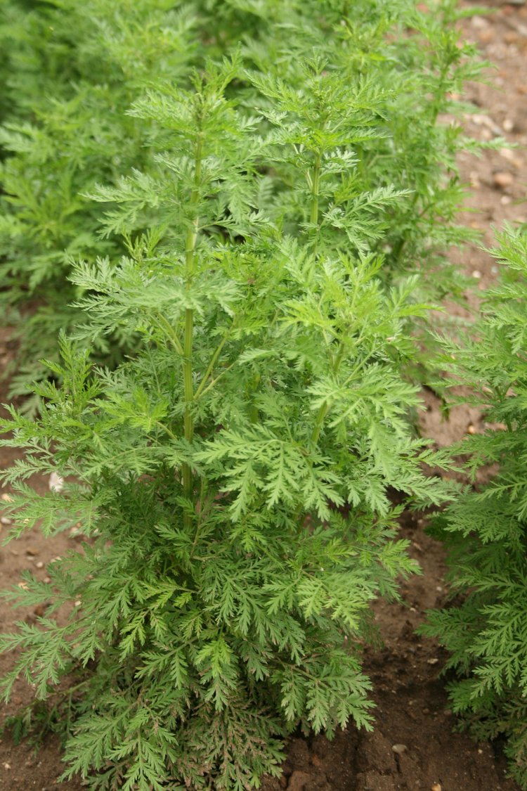 Thanh cao hoa vàng, thanh hao, thanh cao, thảo cao (Artemisia annua L, Artemisia chamomilla)