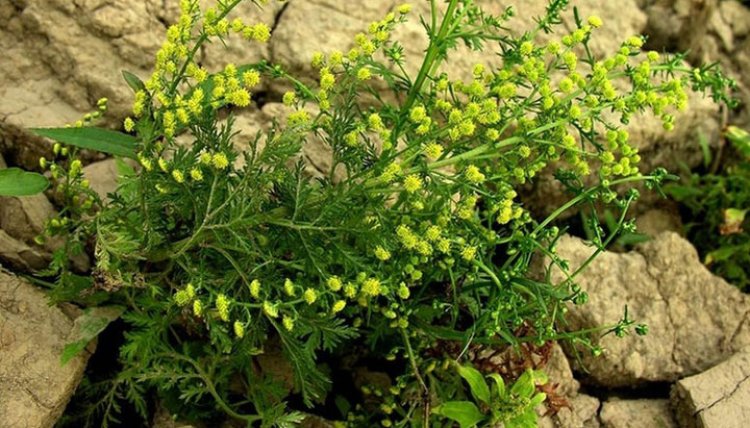 Thanh cao hoa vàng, thanh hao, thanh cao, thảo cao (Artemisia annua L, Artemisia chamomilla)