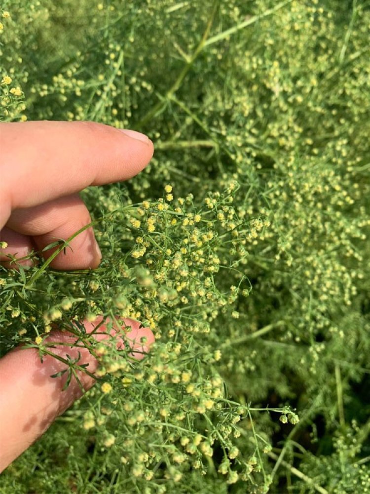 Thanh cao hoa vàng, thanh hao, thanh cao, thảo cao (Artemisia annua L, Artemisia chamomilla)