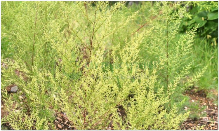 Thanh cao, thảo cao, hương cao, thanh hao (Artemisia apiacea Hance, Herba Artemisiae apiaceae)