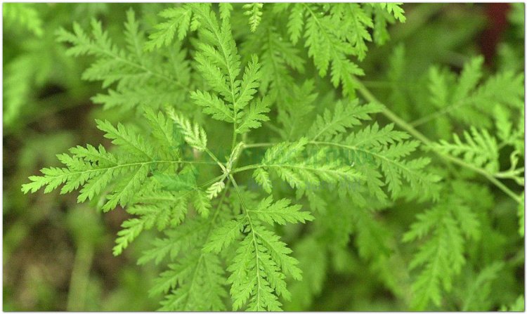 Thanh cao, thảo cao, hương cao, thanh hao (Artemisia apiacea Hance, Herba Artemisiae apiaceae)