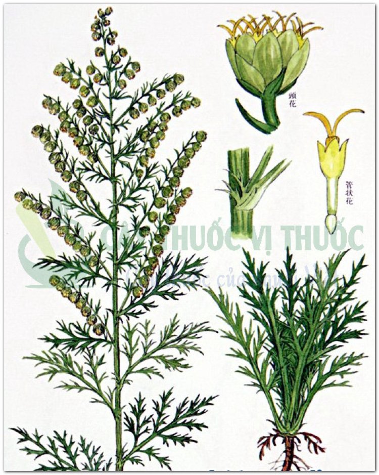 Thanh cao, thảo cao, hương cao, thanh hao (Artemisia apiacea Hance, Herba Artemisiae apiaceae)