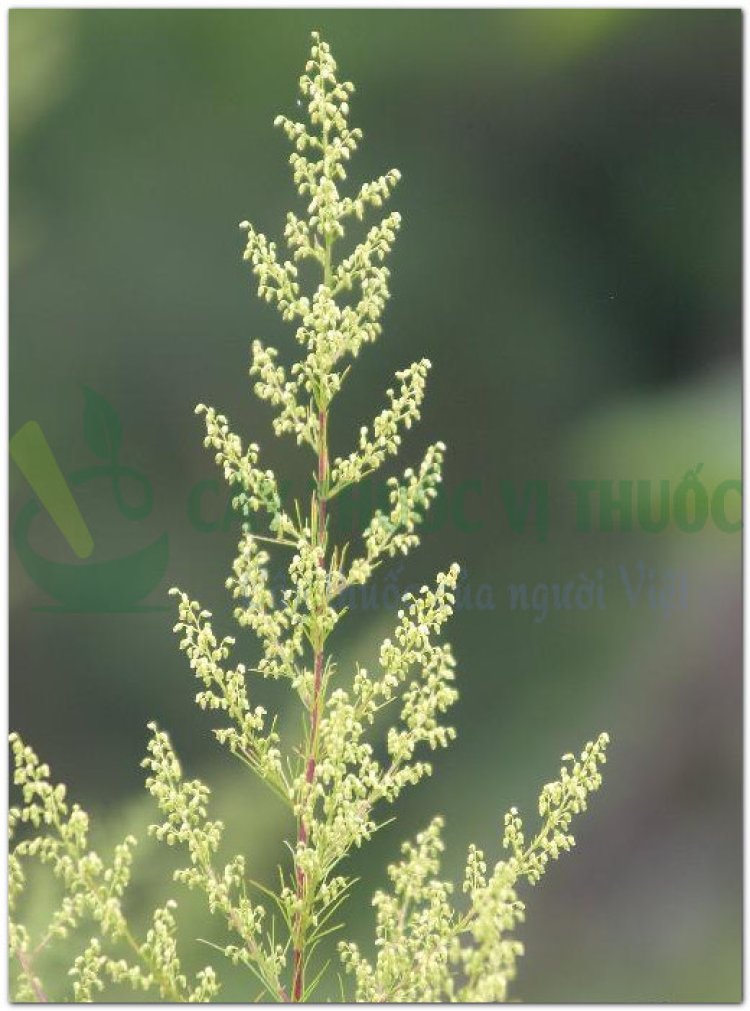 Thanh cao, thảo cao, hương cao, thanh hao (Artemisia apiacea Hance, Herba Artemisiae apiaceae)