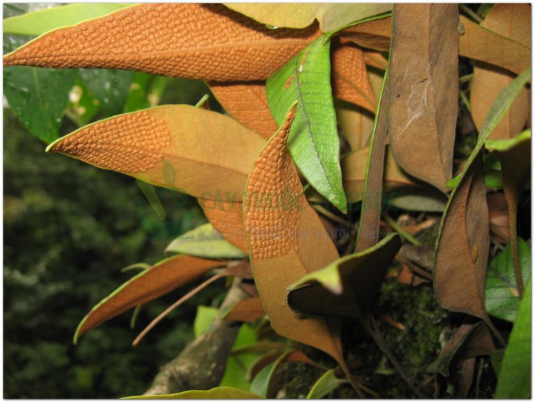 Thạch vĩ, thạch bì, thạch lan, phi đao kiếm, kim tinh thảo (Pyrrosia lingua (Thunb.) Farwell (Cyclophorus lingua Desv., Polypodium lingua Siv.))