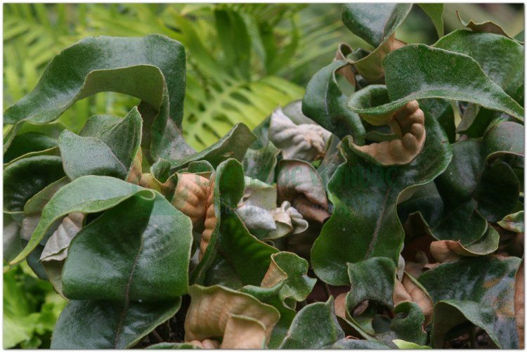 Thạch vĩ, thạch bì, thạch lan, phi đao kiếm, kim tinh thảo (Pyrrosia lingua (Thunb.) Farwell (Cyclophorus lingua Desv., Polypodium lingua Siv.))