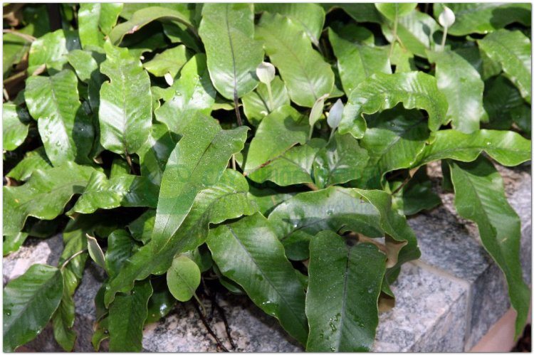 Thạch vĩ, thạch bì, thạch lan, phi đao kiếm, kim tinh thảo (Pyrrosia lingua (Thunb.) Farwell (Cyclophorus lingua Desv., Polypodium lingua Siv.))