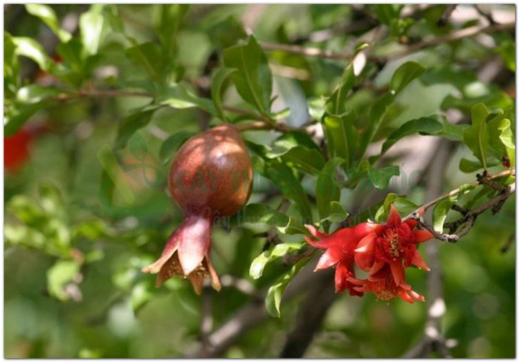 Thạch lựu, bạch lựu, tháp lựu, lựu chùa Tháp (Punica granatum L)