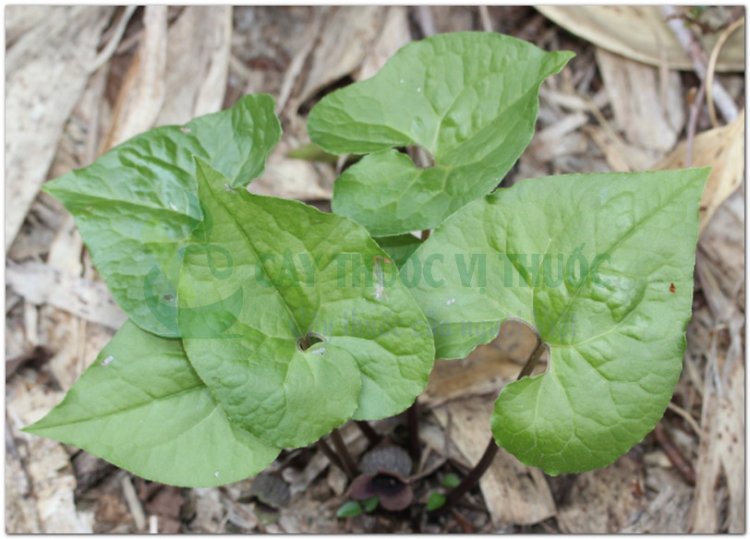 Tế tân (Asarum sieboldii Miq, Herba Asari sieboldi, Asarum heterotropoides F. Schum. var. mandshuricum (Maxim.) Kitag)