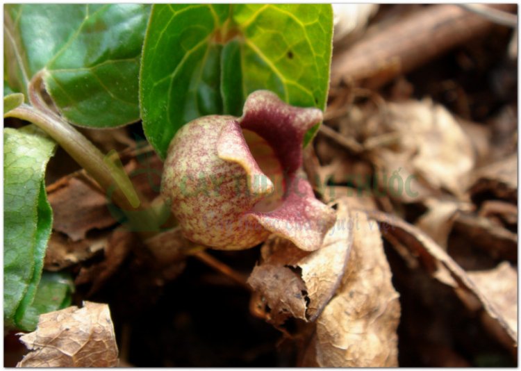 Tế tân (Asarum sieboldii Miq, Herba Asari sieboldi, Asarum heterotropoides F. Schum. var. mandshuricum (Maxim.) Kitag)